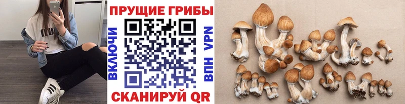 продажа наркотиков  Котлас  Галлюциногенные грибы MAGIC MUSHROOMS 